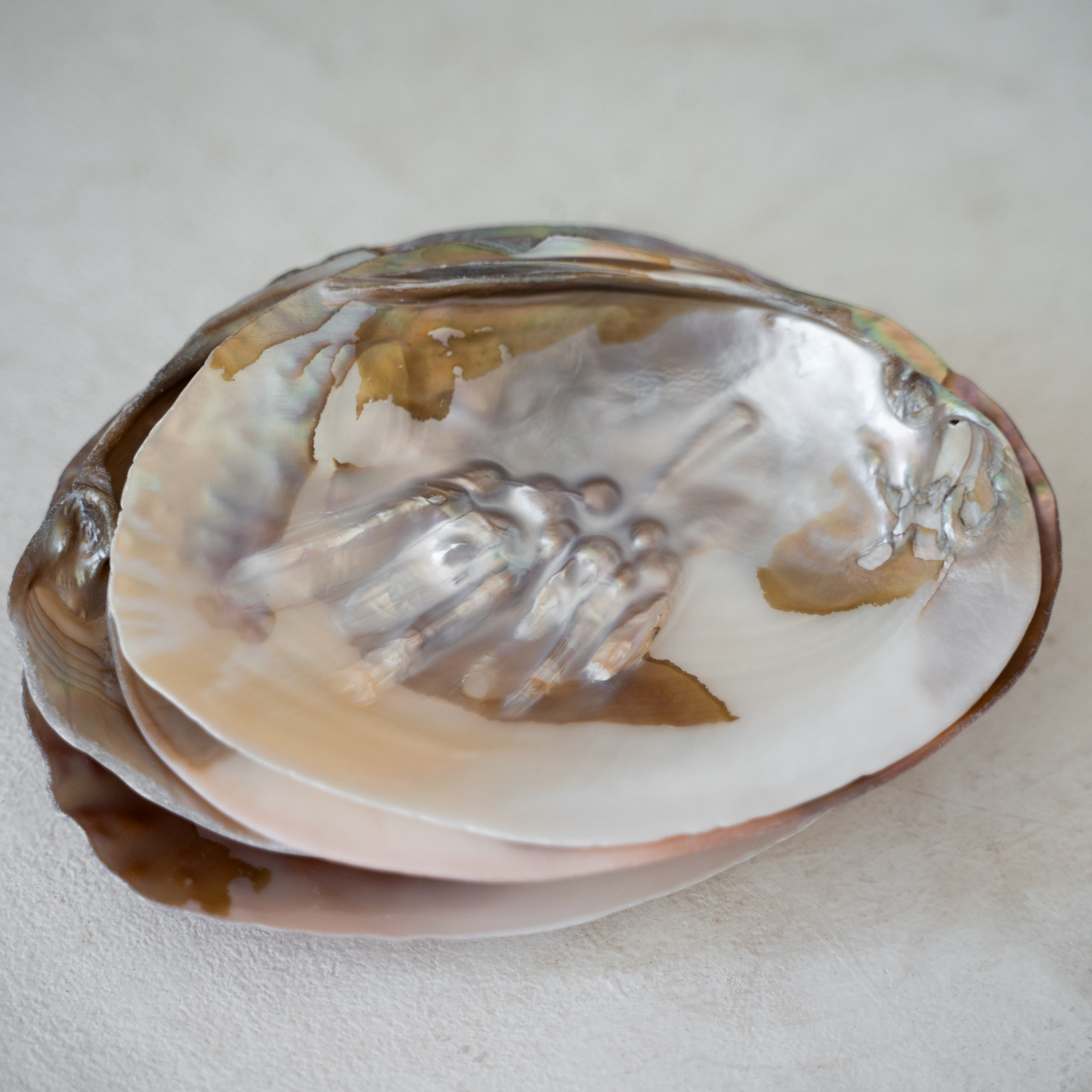 Perlmuttmuschel_Räucherschale_Muschel_Räuchern_nourganics