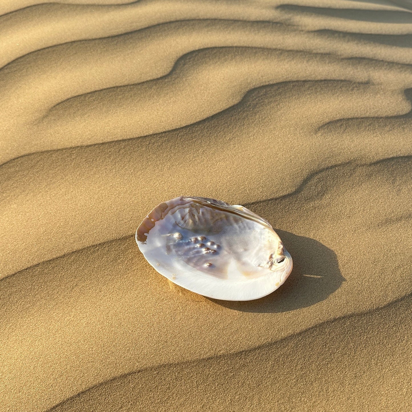 perlmutt_muschel_raeuchern_nourganics